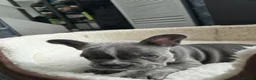 French Bulldog dogs for sale: Puppy french bulldog - Advert 4