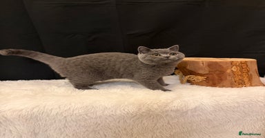 British Shorthair cats - Advert 2