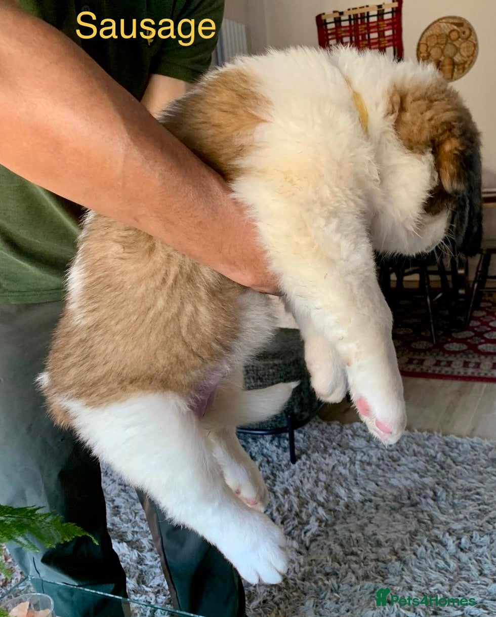 Saint Bernard dogs KC registered Show Quality Puppies - Advert 2
