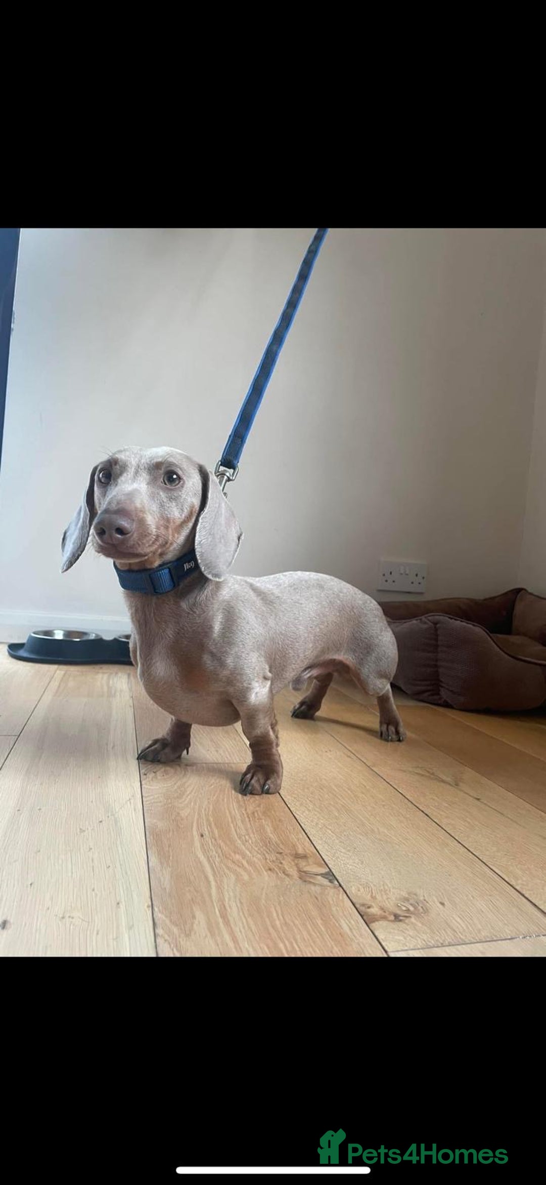 Miniature Dachshund dogs for sale: KC Miniature Dachshund 1 Choc & Isabella Dapple!!! - Advert 11