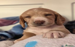 Mixed Breed dogs for sale: Cocker Spaniel Puppies – 4 Weeks Old - reserve now - Advert 14