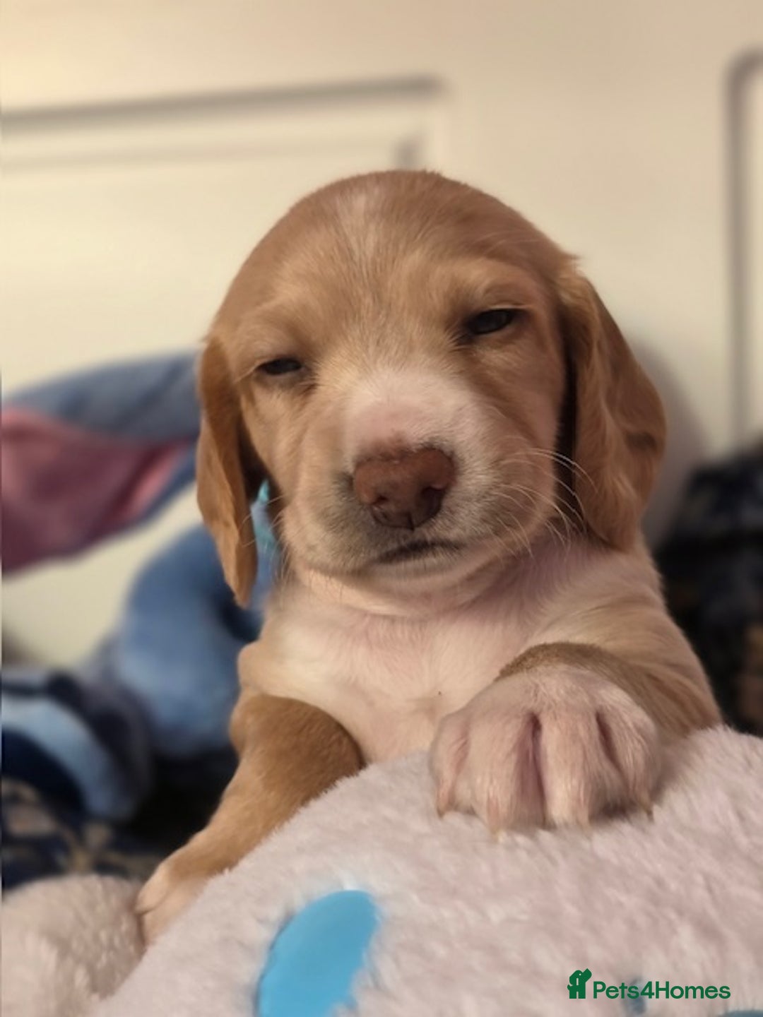 Mixed Breed dogs for sale: Cocker Spaniel Puppies – 4 Weeks Old - reserve now - Advert 14