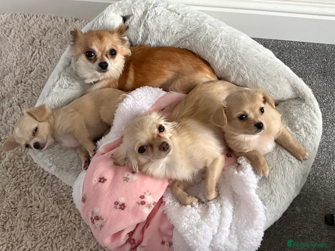 Chihuahua dogs for sale: Beautiful  **  chihuahua girls - Advert 6