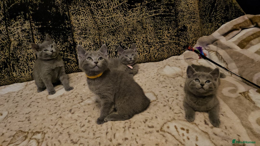 Russian Blue cats for sale: **TICA full pedigree Russian Blue kittens - Advert 13