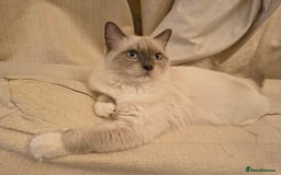 Ragdoll cats for sale: PEDIGREE RAGDOLL TICA REGISTERED - Image 3
