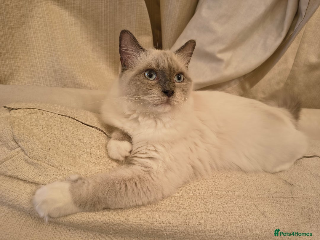 Ragdoll cats for sale: PEDIGREE RAGDOLL TICA REGISTERED - Image 3
