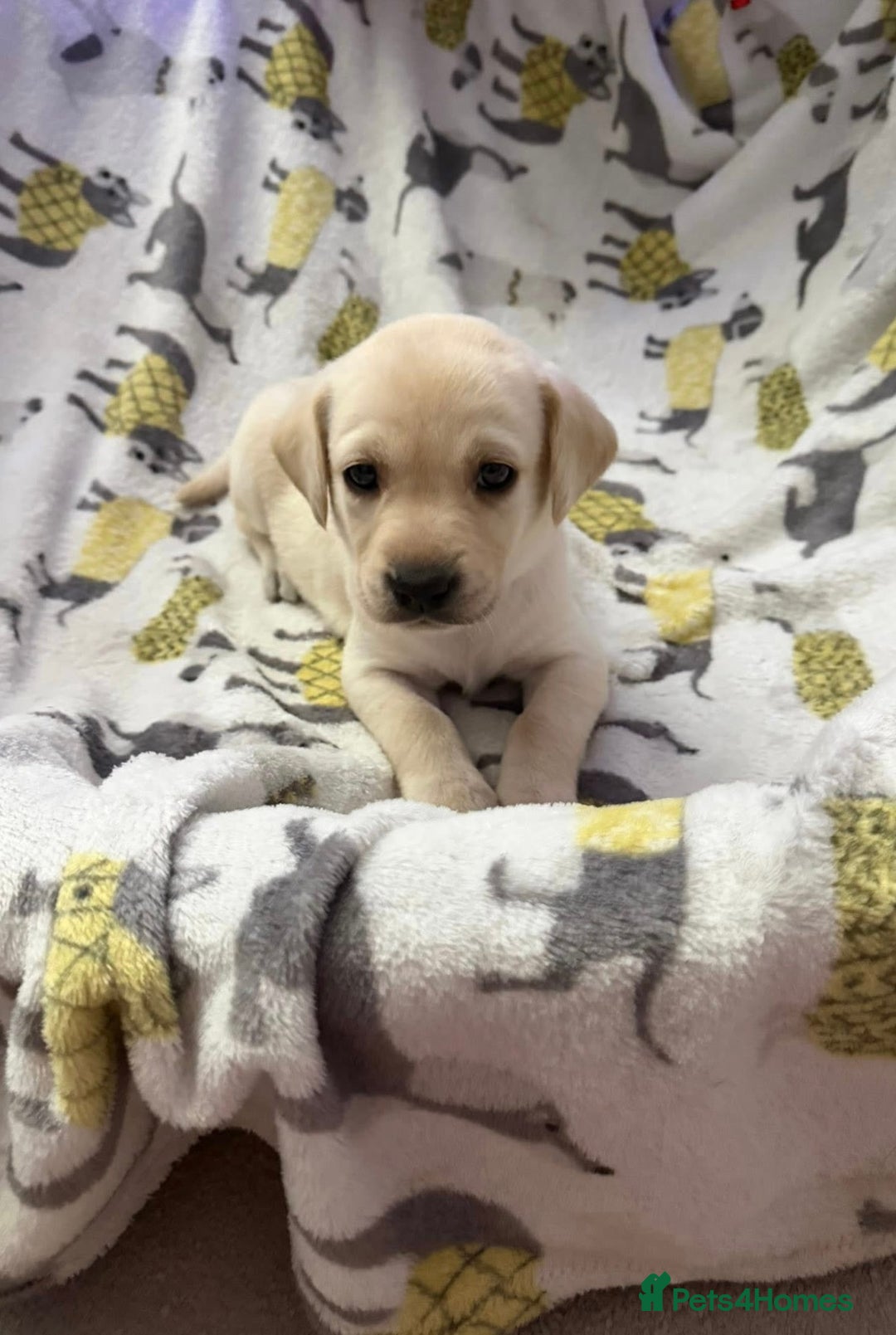 Labrador Retriever dogs for sale: Adorable Labrador Puppies–KC Registered - Advert 11