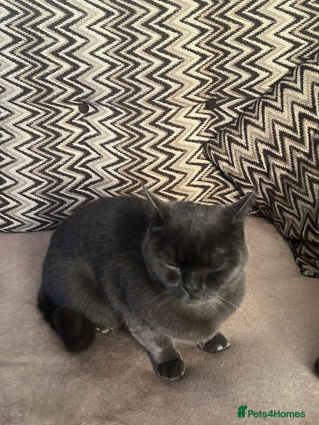 British Shorthair cats for sale: ✨✨Gorgeous british Shorthair for sale!!!! ✨⭐️ - Image 6