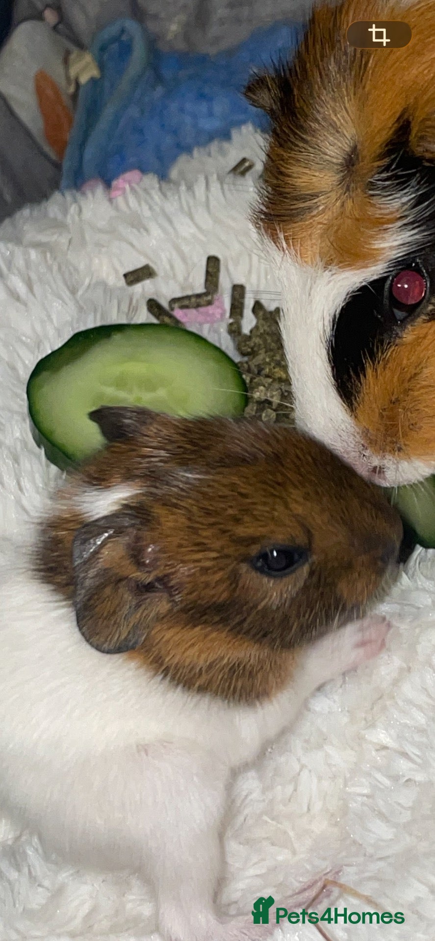 Guinea Pig rodents Son and Male guinea pig 10 month old - Advert 1