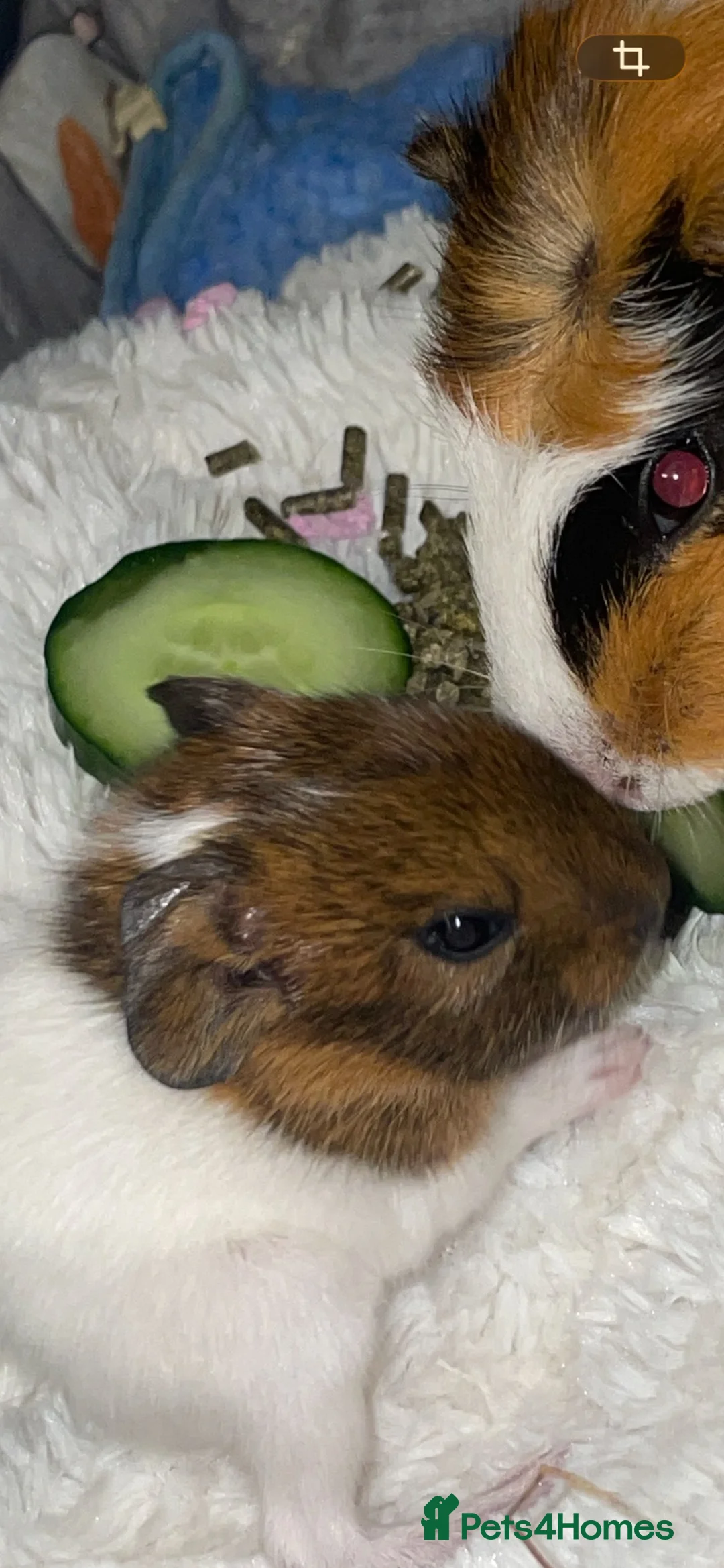 Guinea Pig rodents for sale: Son and Male guinea pig 10 month old - Advert 1