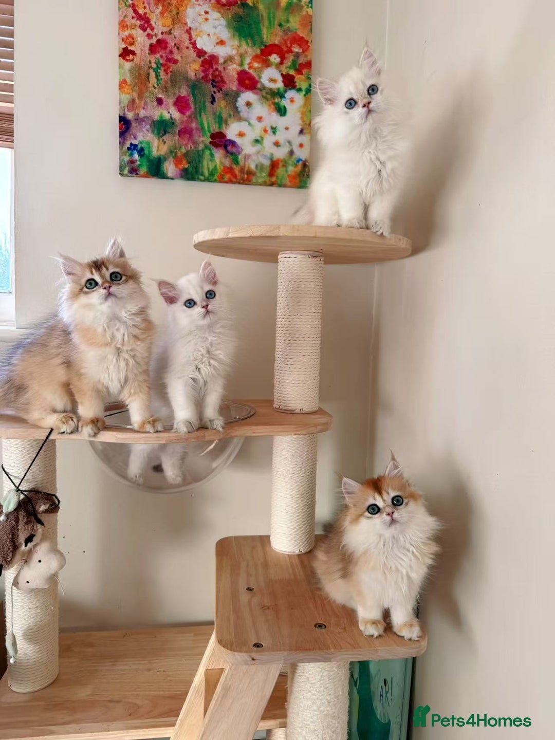 British Longhair cats for sale: Stunning Golden British Longhair Kittens - Advert 5