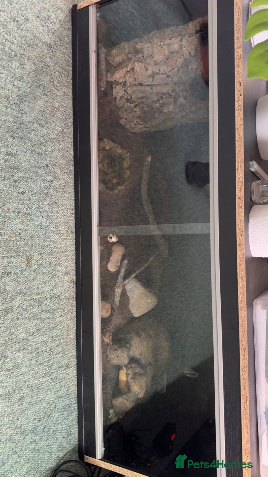 Snake reptiles for sale: Male Coralglow 100% Pied - Image 3