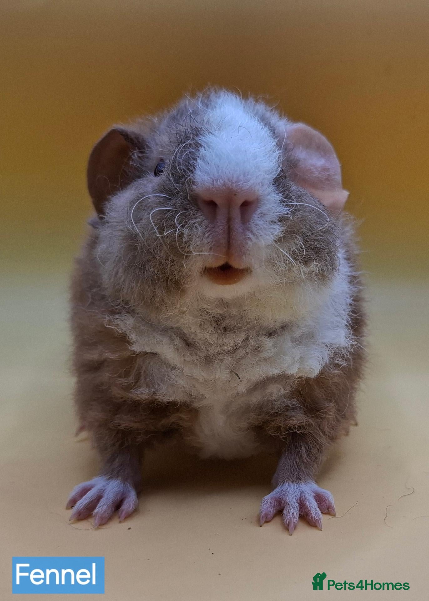 Guinea Pig rodents for sale: Purebred Teddy Guinea Pig Pup 💙 - Advert 1