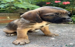 Mixed Breed dogs for sale: ❤️Beautiful Border Terrier cross puppies for sale. - Image 21
