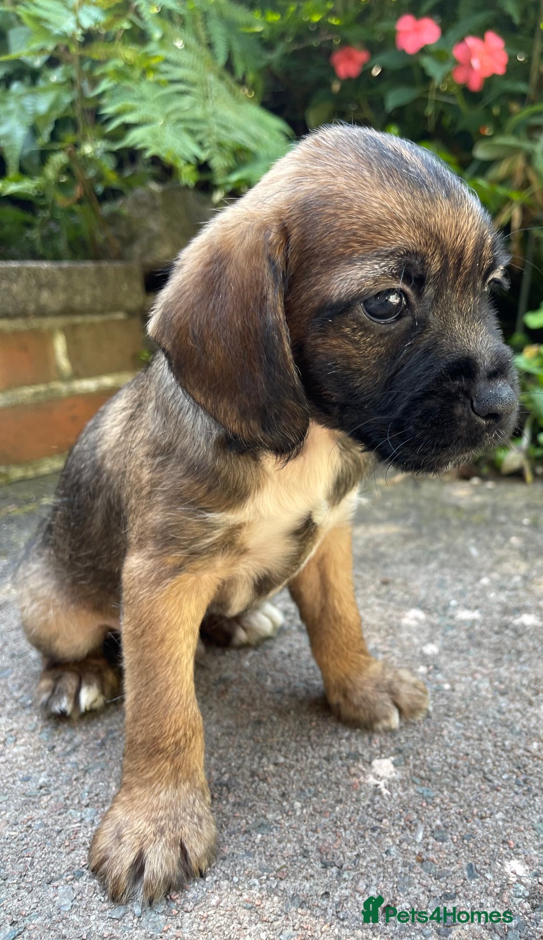Mixed Breed dogs for sale: ❤️Beautiful Border Terrier cross puppies for sale. - Image 21