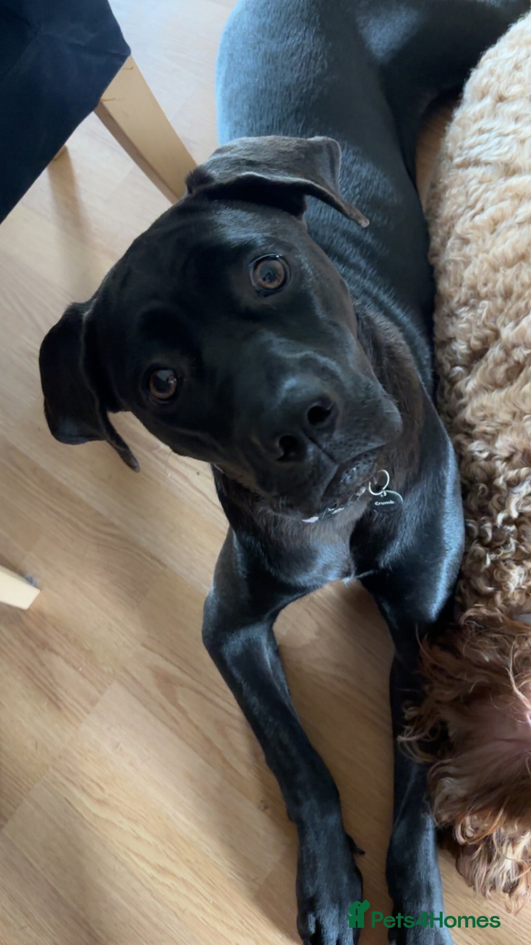 Mixed Breed dogs for sale: Beautiful Labrador crosses - Advert 12