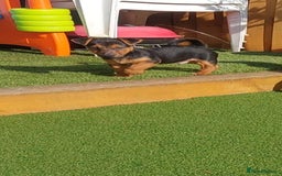 Jack Russell dogs for sale: Jack Russell's Miniature pup Ready to leave Now in Dagenham - Image 8
