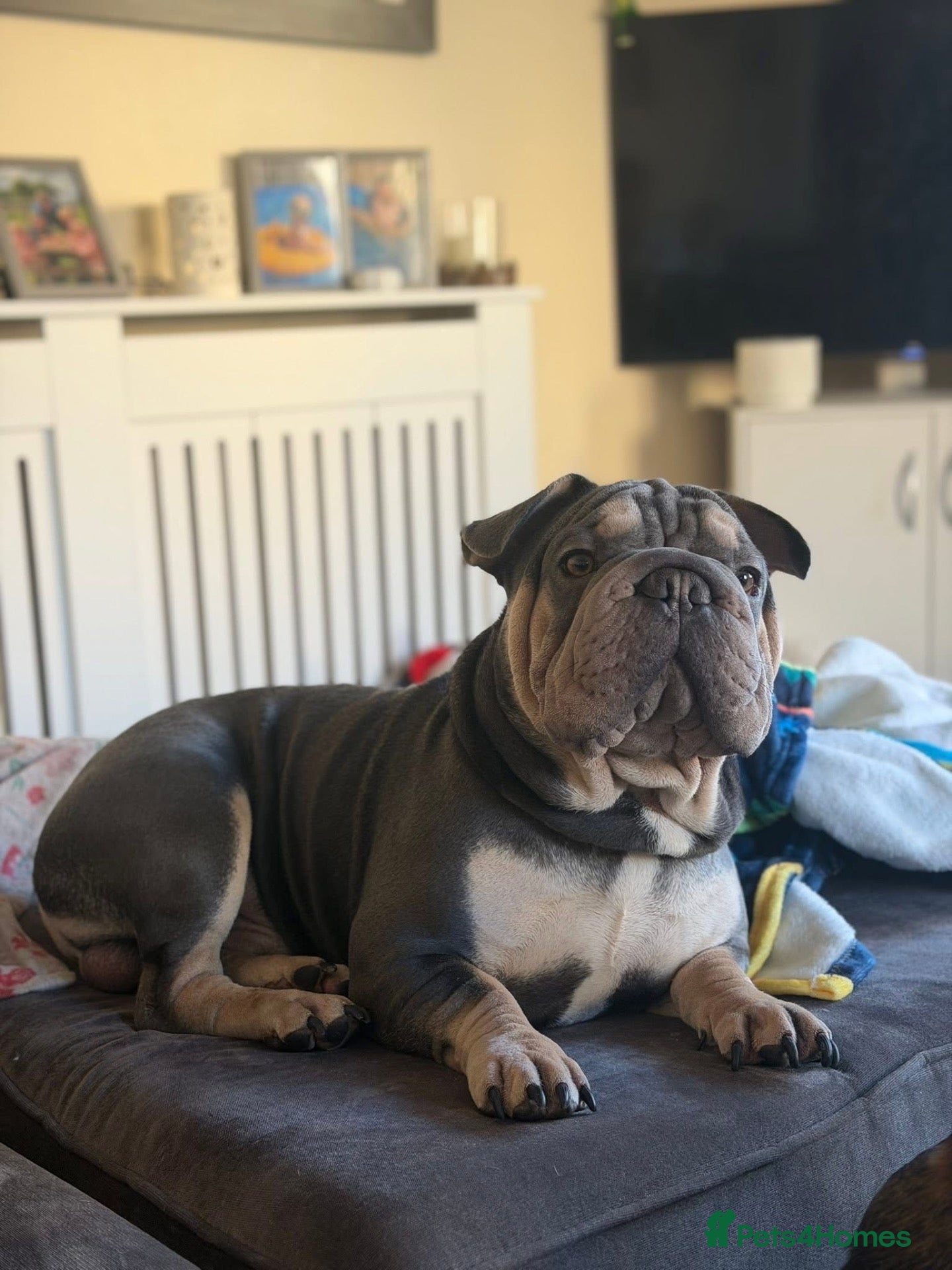 Mixed Breed dogs Beautiful French bulldog x sharpie male - Advert 1