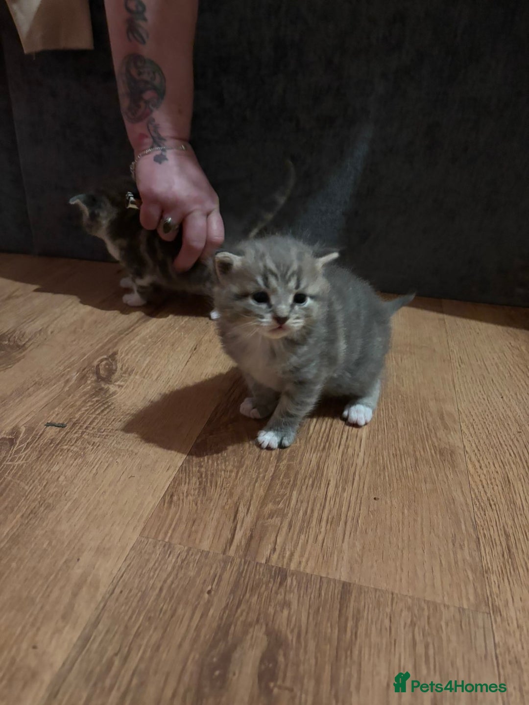 Mixed Breed cats for sale: 2 Grey (blue) and one darker tabby kittens  - Advert 20