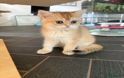 British Shorthair cats for sale: GCCF reg BSH Last Chocolate Golden Odd Eyes Female - Image 31