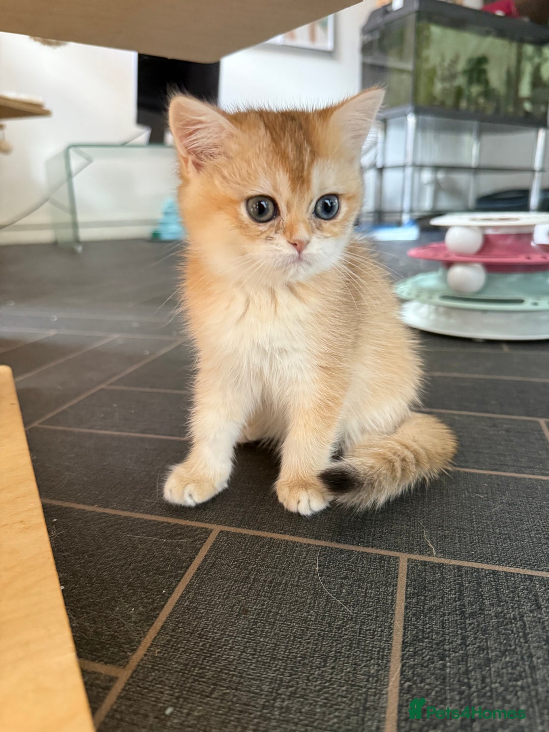 British Shorthair cats for sale: GCCF reg BSH Last Chocolate Golden Odd Eyes Female - Image 31