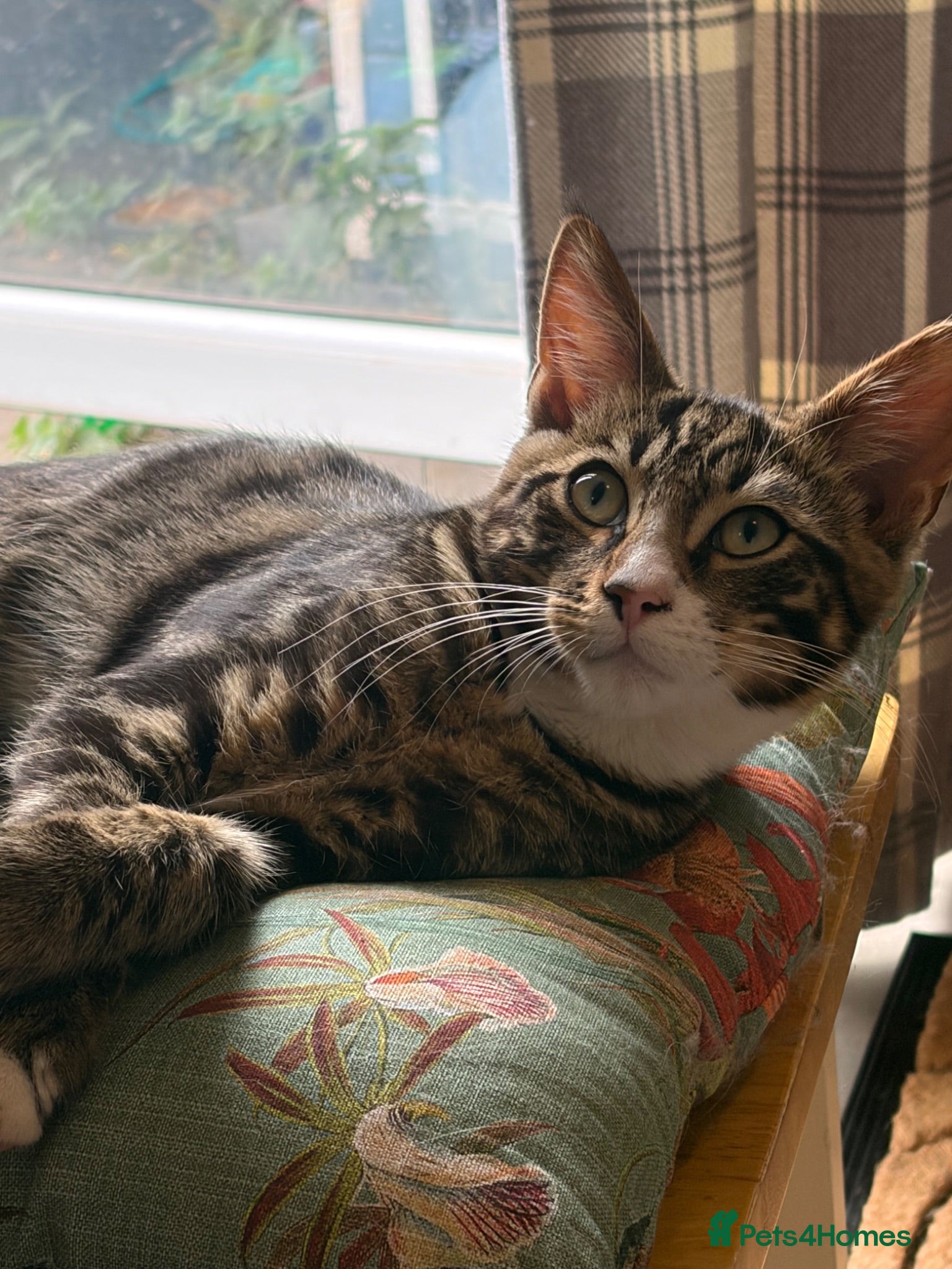 Maine Coon cats for sale: Champion XL Russian Maine coon X GCCF bengal - Advert 1