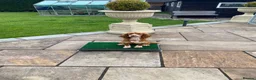 Cocker Spaniel dogs for sale: Working cocker spaniel pups in Winsford - Advert 6