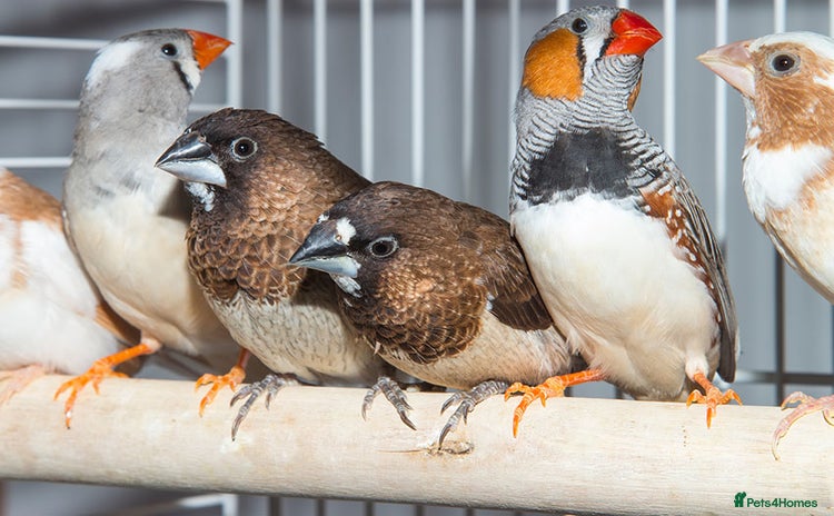 Finches birds - Advert 1