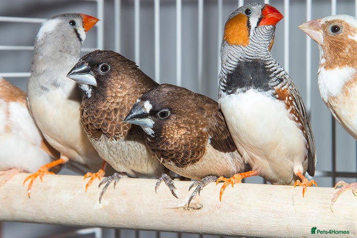 Finches birds - Advert 1