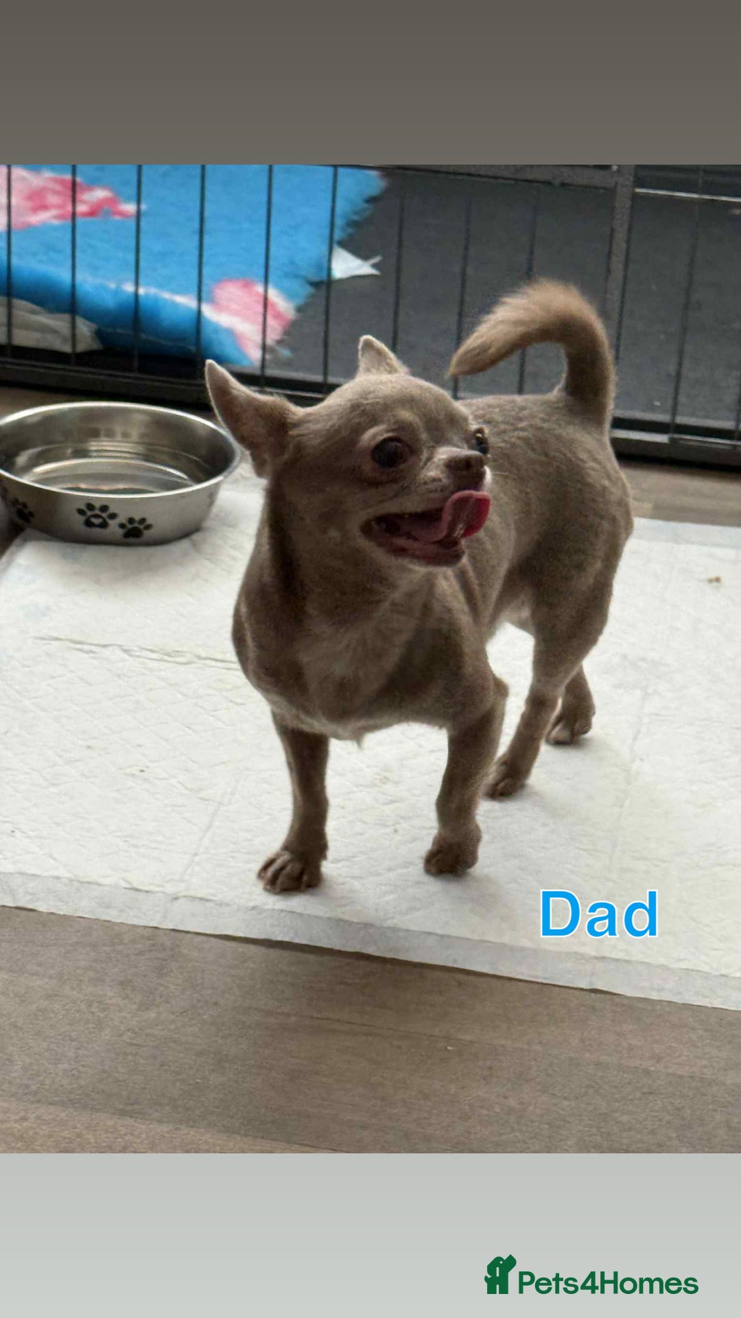 Chihuahua dogs for sale: Smooth coated and apple head chihuahua  - Image 9