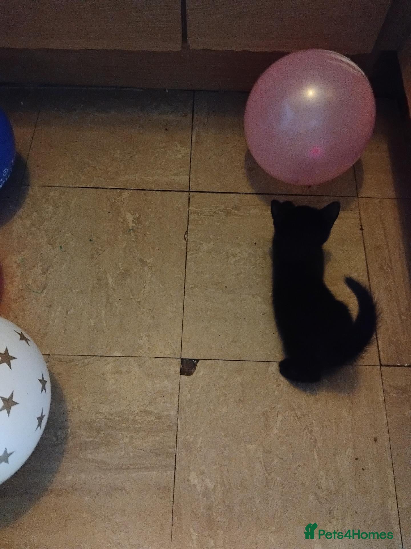 Mixed Breed cats Kittens for sale - Advert 1