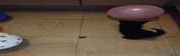 Mixed Breed cats for sale: Kittens for sale - Advert 1