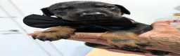 Dobermann dogs for sale:  doberman puppies  - Advert 5