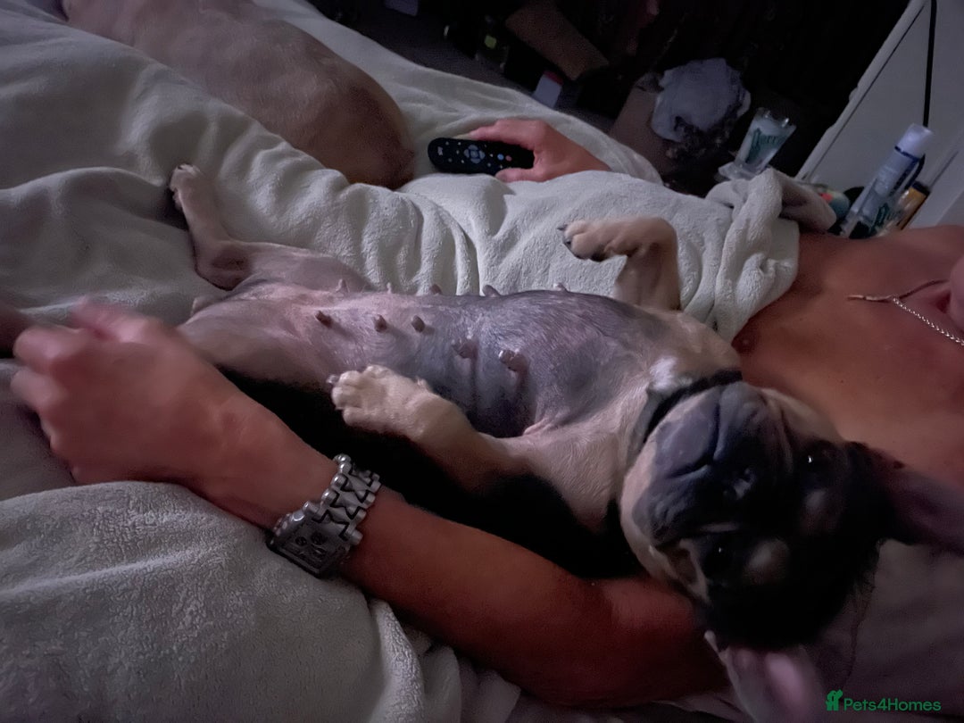 French Bulldog dogs for sale: Kallie  - Advert 11