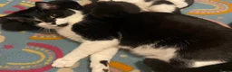 Domestic Shorthair cats for sale: Beautiful litter of Kittens 3xfemale 1xmale 😻 - Advert 1