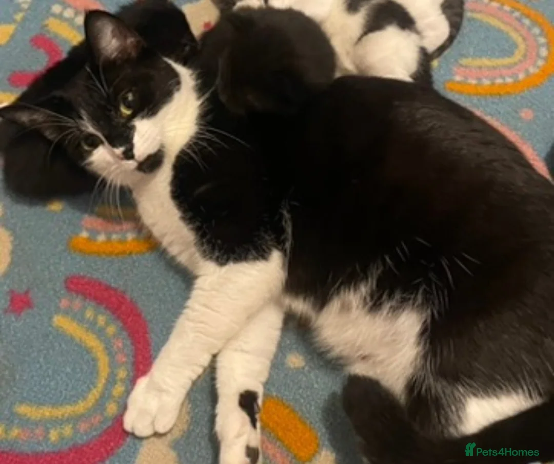 Domestic Shorthair cats for sale: Beautiful litter of Kittens 3xfemale 1xmale 😻 - Advert 1