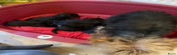 Yorkshire Terrier dogs for sale: Black and tan Yorkshire terrier puppies - Advert 4