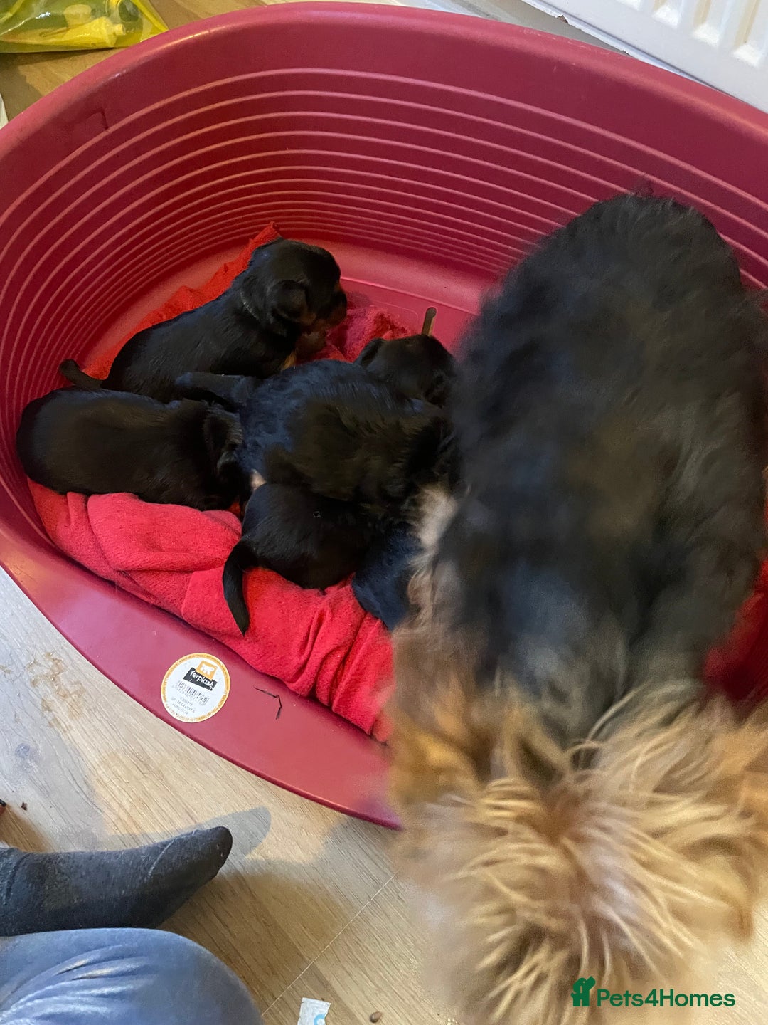 Yorkshire Terrier dogs for sale: Black and tan Yorkshire terrier puppies - Advert 4