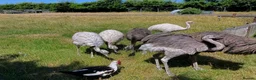 Emus poultry for sale: Two Emu’s - Advert 2