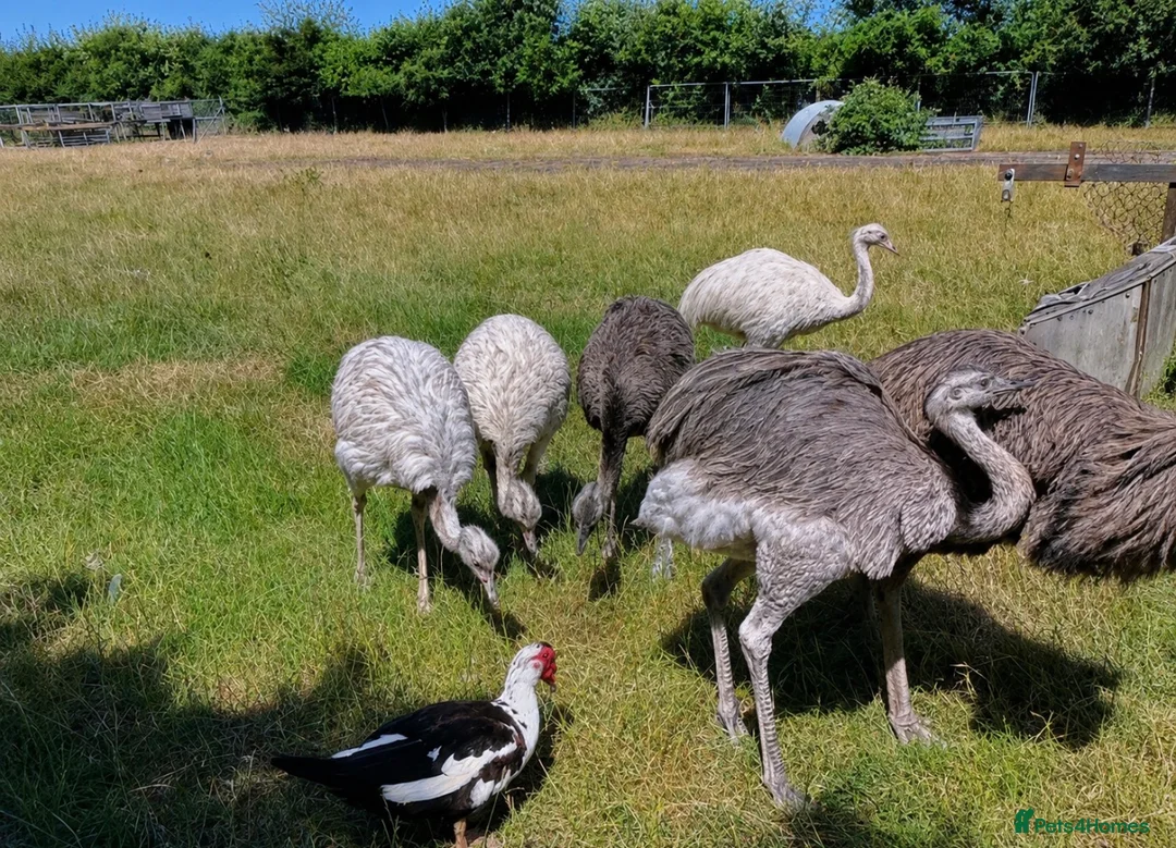 Emus poultry for sale: Two Emu’s - Advert 2