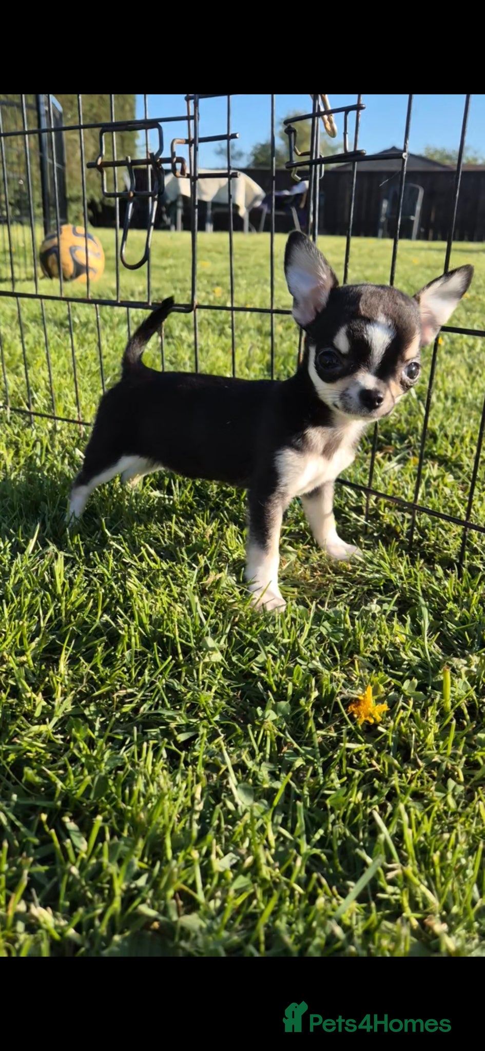 Chihuahua dogs Tiny KC registered smooth puppies - Advert 1