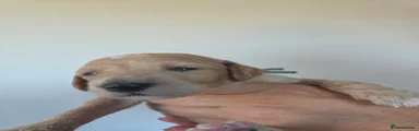 Poochon 1