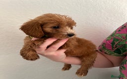 Cockapoo dogs for sale: Fluffy F1 puppies ready 27-09  - Image 18
