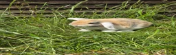 Mini Lop rabbits for sale: Rabits in Maldon - Advert 3