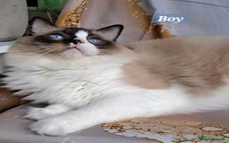 Ragdoll cats for sale: Exceptional bloodlines Ragdolls 💞💞 - Image 13