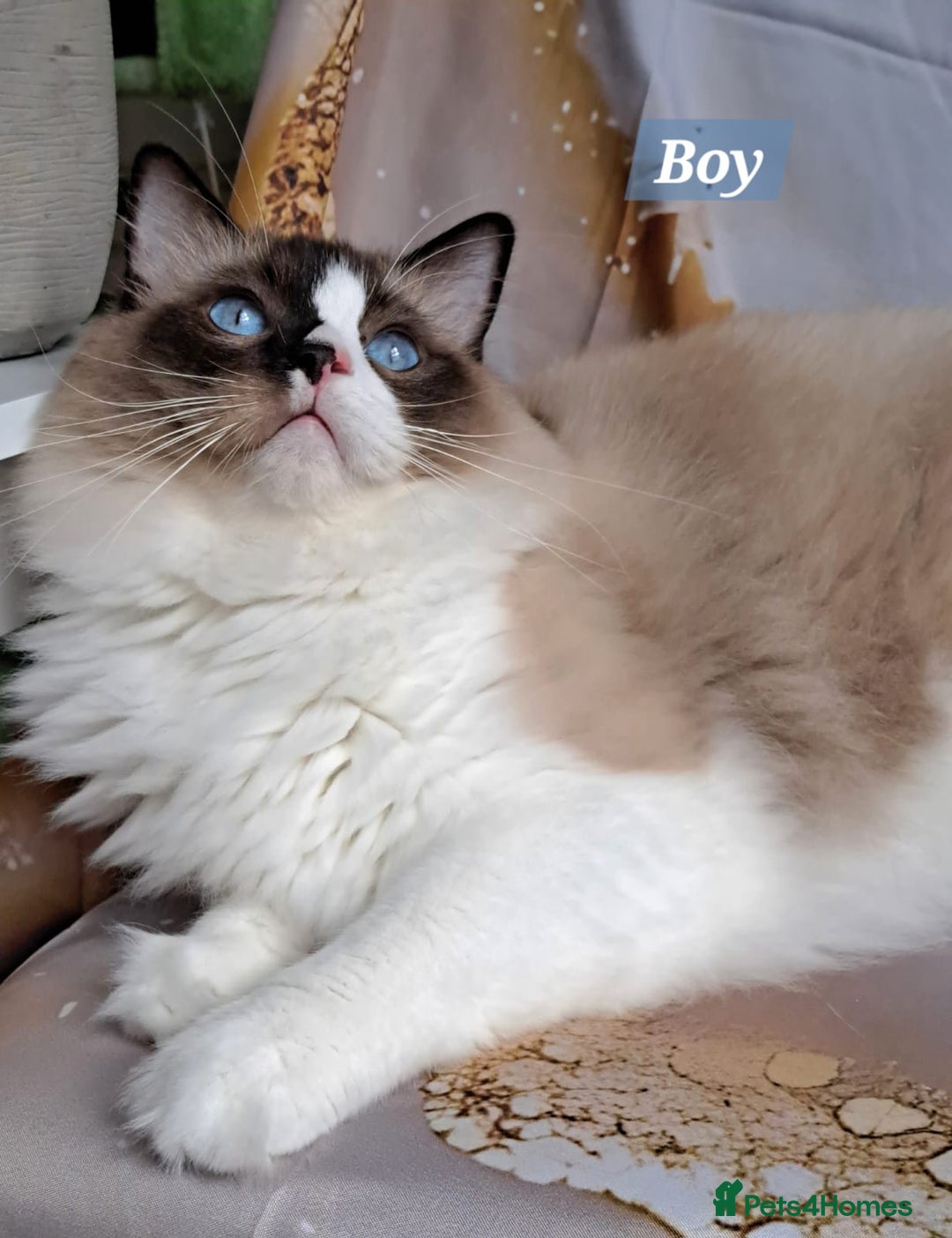 Ragdoll cats for sale: Exceptional bloodlines Ragdolls 💞💞 - Image 13