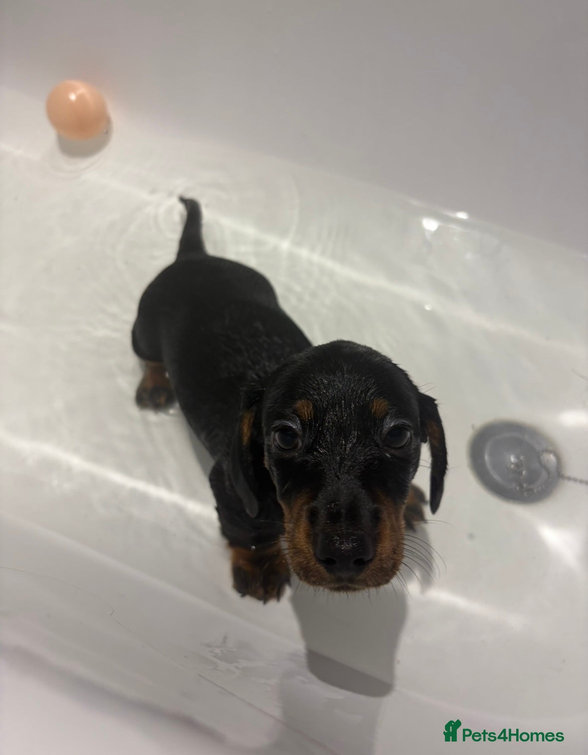 Miniature Dachshund dogs Beautiful miniature Dachshunds for sale🫶🏻 - Advert 1