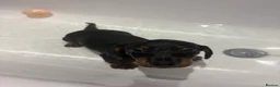 Miniature Dachshund dogs for sale: Beautiful miniature Dachshunds for sale🫶🏻 - Advert 1