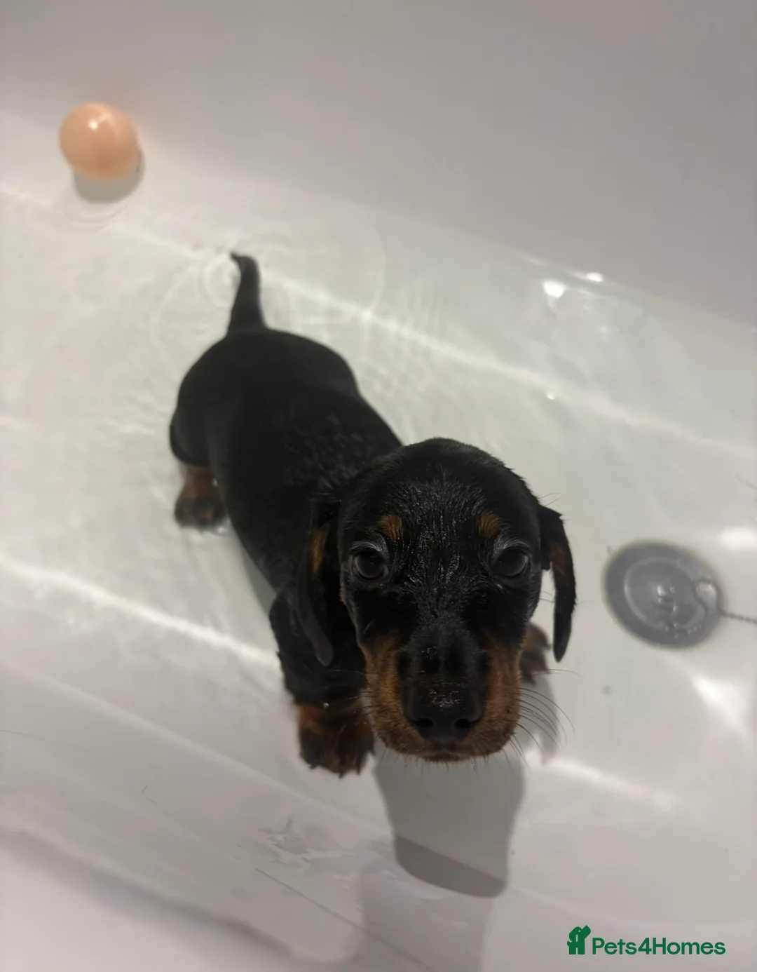 Miniature Dachshund dogs for sale: Beautiful miniature Dachshunds for sale🫶🏻 - Advert 1