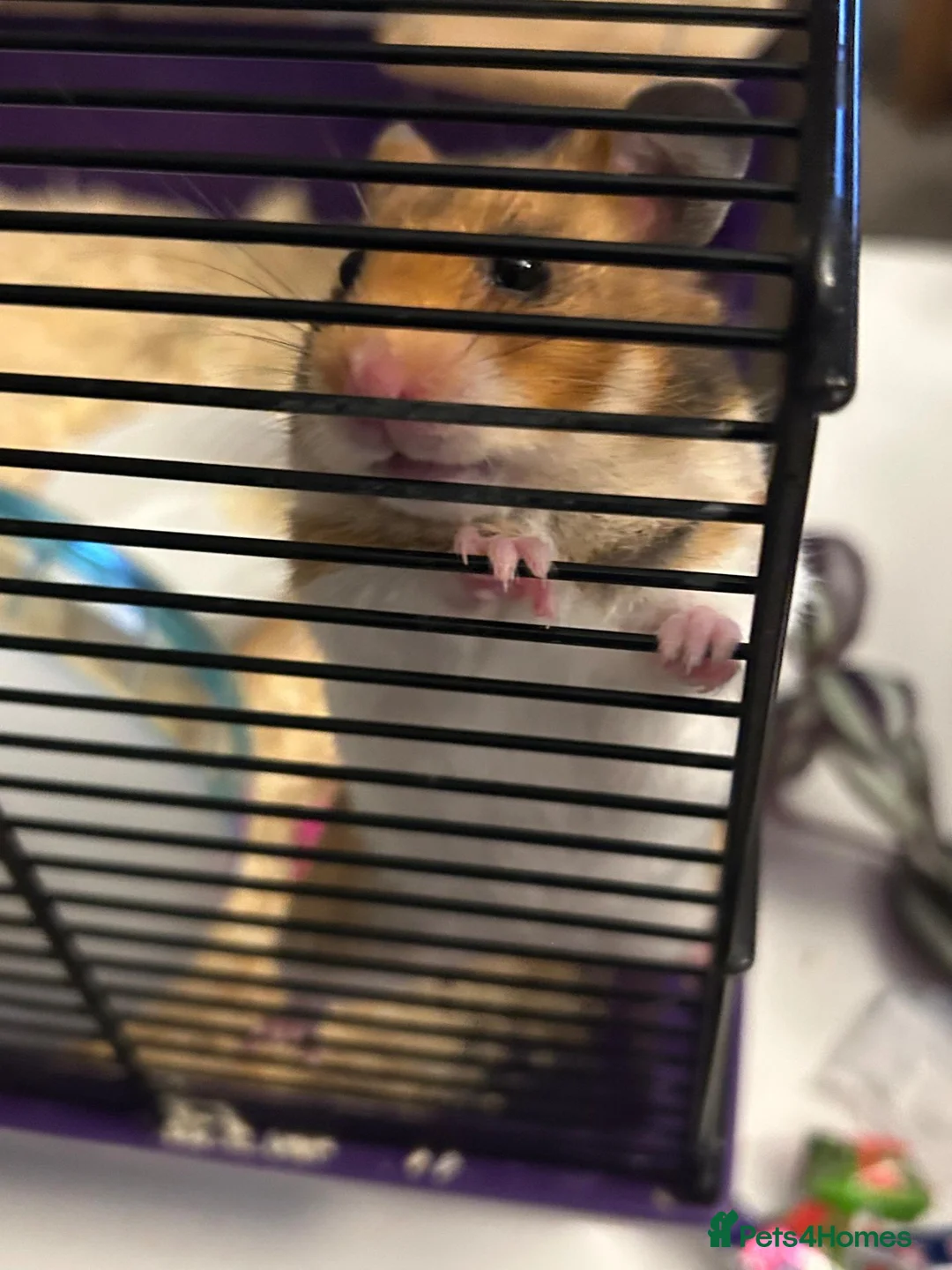 Hamster rodents for sale: Female Hamster with Full Setup in Reading - Advert 2